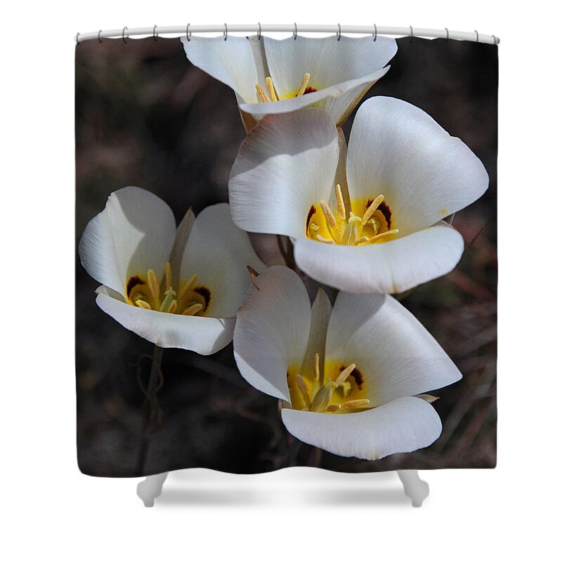 Sego Lily Shower Curtain featuring the photograph Sego Lily by Vivian Christopher