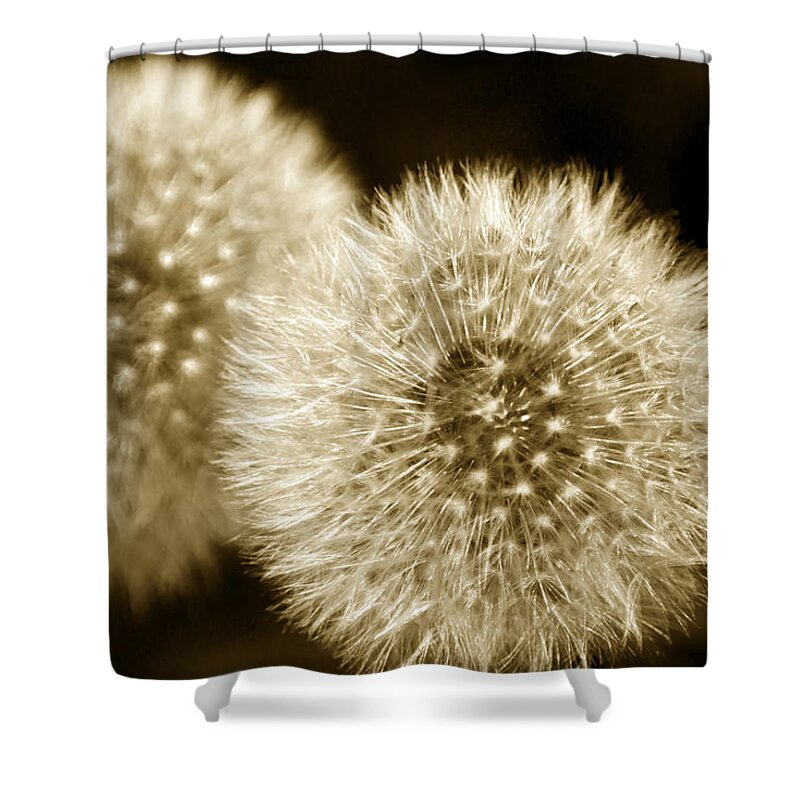 Dandelions Shower Curtain featuring the photograph Sepia Dandelions by Christina Rollo