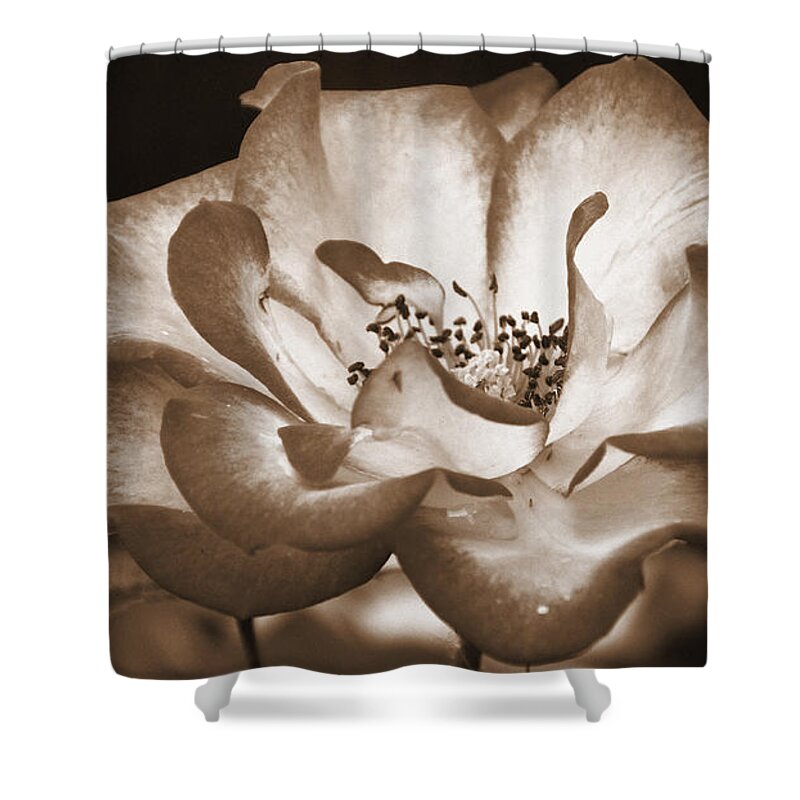Sepia Rose Shower Curtain featuring the photograph Sepia Tones by Elizabeth Winter