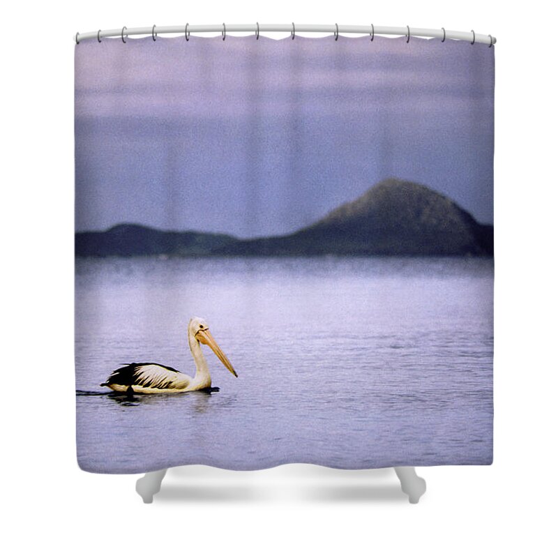 Pelican Shower Curtain featuring the photograph Serenity by Anthony Davey