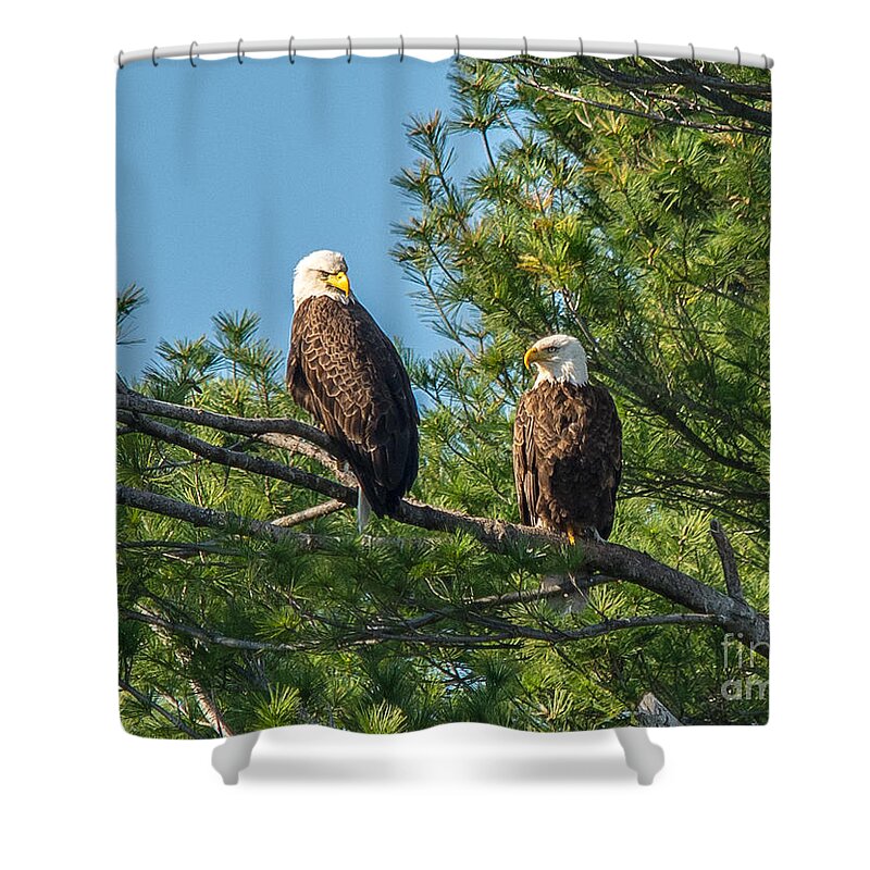 Landcape Shower Curtain featuring the photograph Serious Bald Eagles by Cheryl Baxter