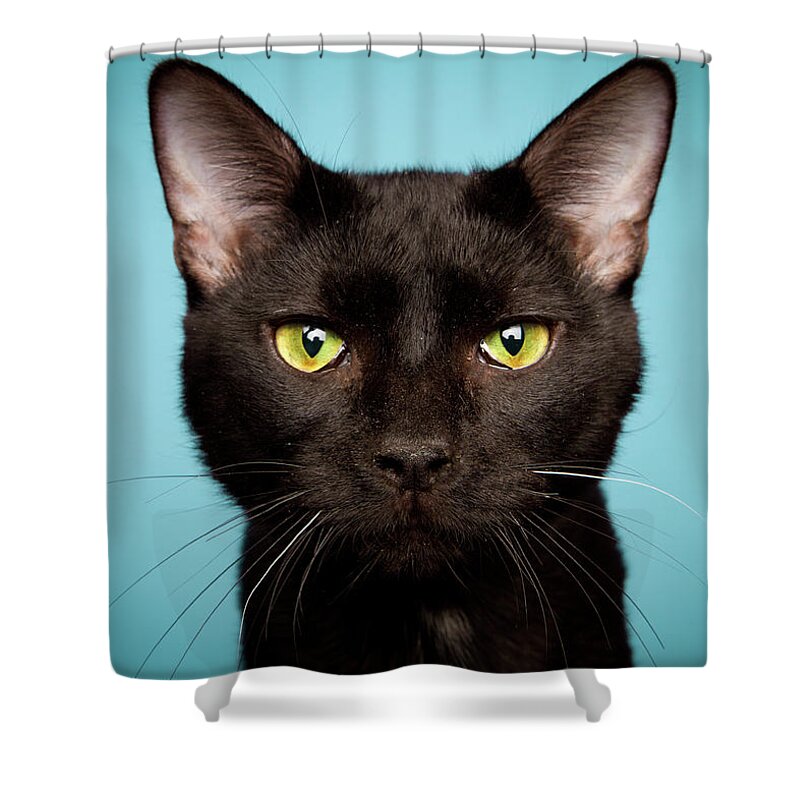 Pets Shower Curtain featuring the photograph Serious Cat by Square Dog Photography