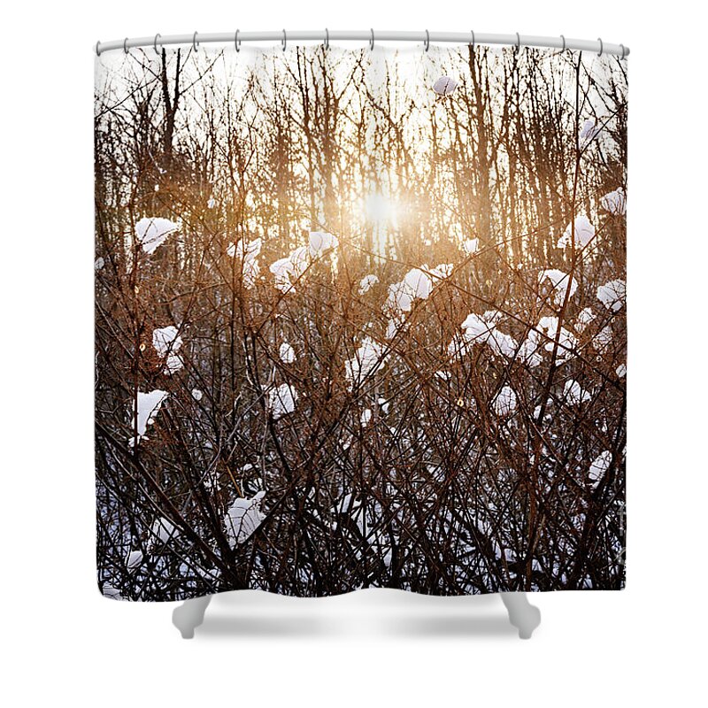 Trees Shower Curtain featuring the photograph Setting sun in winter forest by Elena Elisseeva