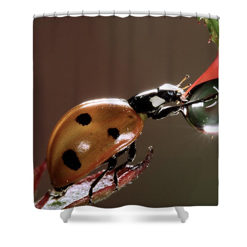Nis Shower Curtain featuring the photograph Seven-spotted Ladybird Drinking by Jef Meul