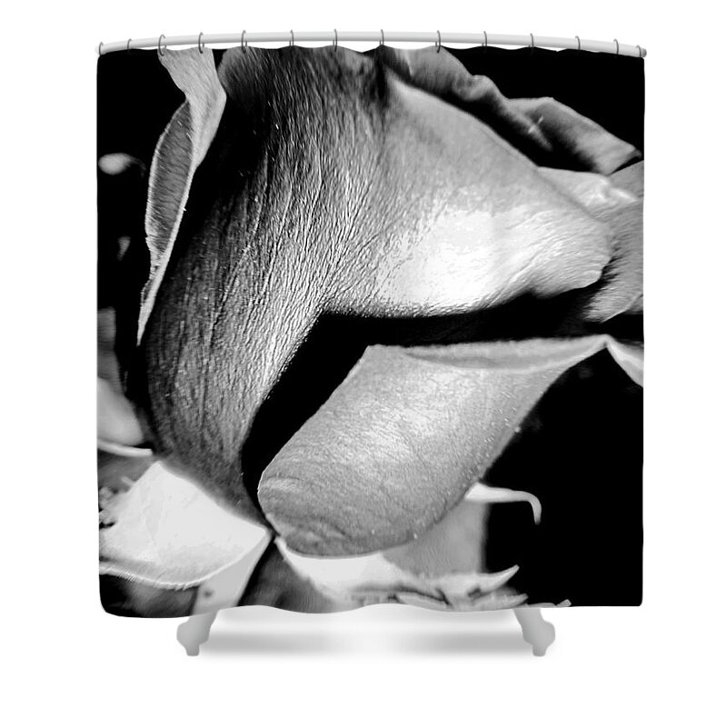 Shade Shower Curtain featuring the photograph Shades Of Rose by Nina Ficur Feenan