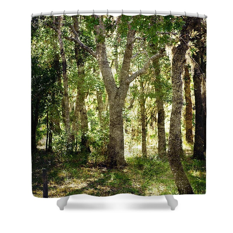 Trees Shower Curtain featuring the photograph Shadow Forest by Judy Hall-Folde