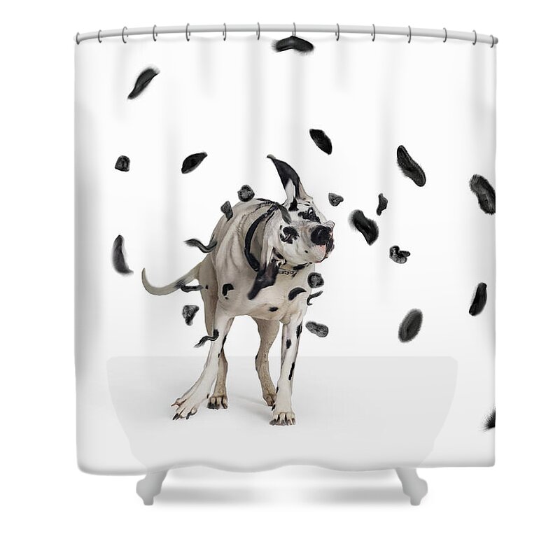 Pets Shower Curtain featuring the photograph Shake The Spots Off by Gandee Vasan