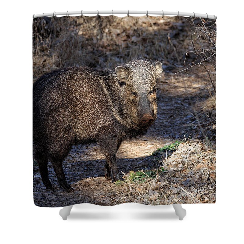 Javelinas Shower Curtain featuring the photograph Sharing the Trail by Kathleen Bishop