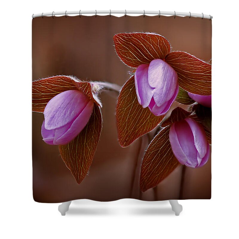 2012 Shower Curtain featuring the photograph Sharp-Lobed Hepatica by Robert Charity