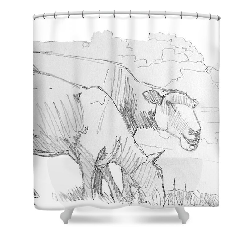 Sheep Shower Curtain featuring the drawing Sheep Pencil Drawing by Mike Jory