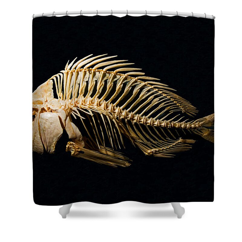 Animal Shower Curtain featuring the photograph Sheepshead Fish Skeleton by Millard H. Sharp