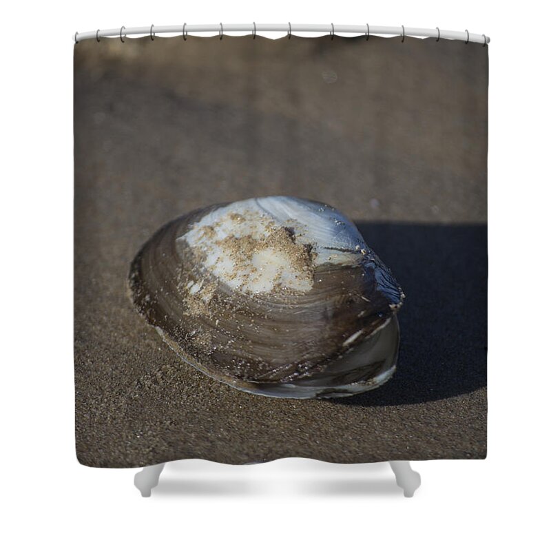 Sea Shell Shower Curtain featuring the photograph Shell or someone's dinner by Spikey Mouse Photography