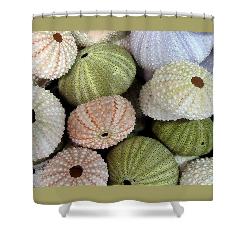 Shells Shower Curtain featuring the photograph Shells 5 by Carla Parris
