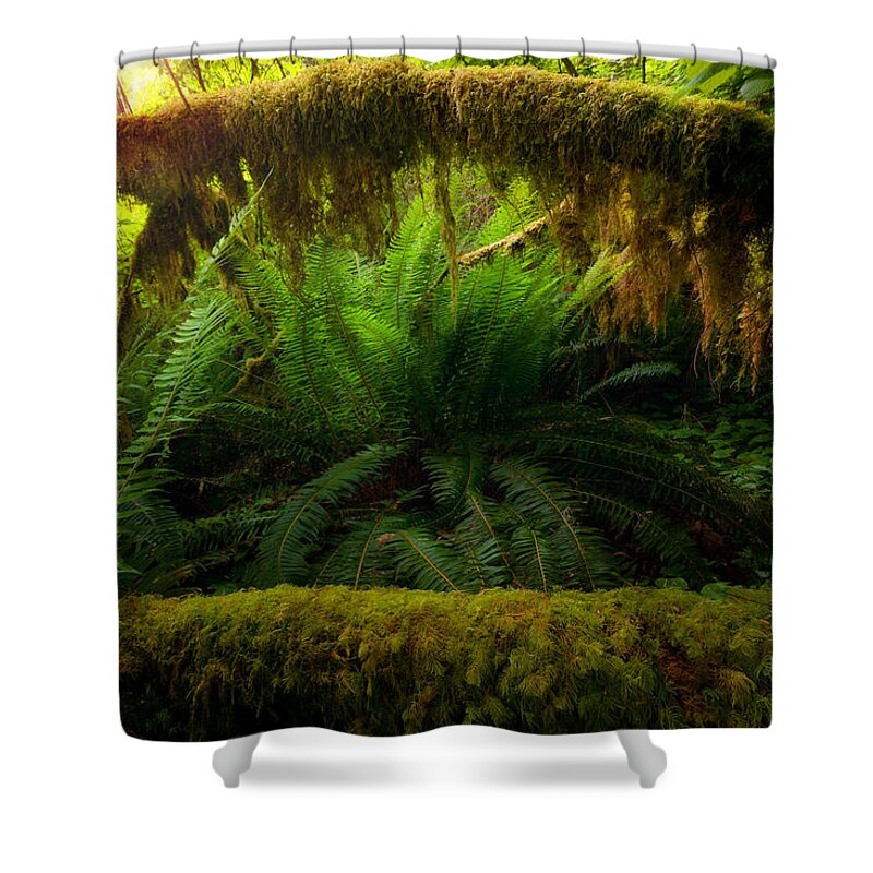 Shelter Shower Curtain featuring the photograph Sheltered Fern by Andrew Kumler