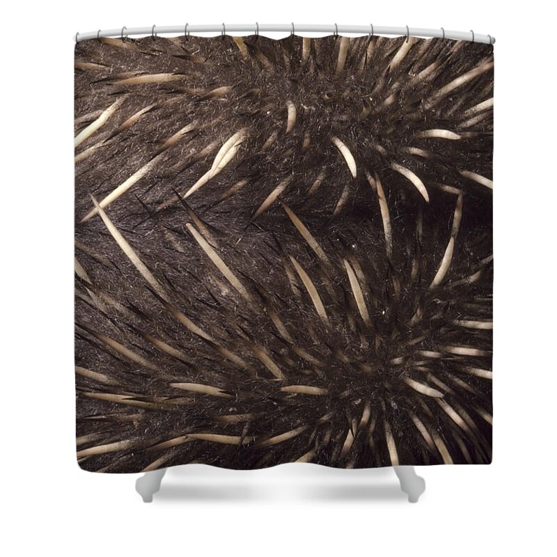 535908 Shower Curtain featuring the photograph Short-beaked Echidna Spines Australia by D. Parer & E. Parer-Cook