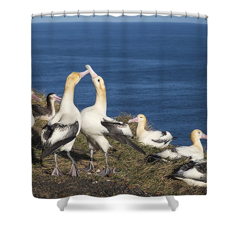 536911 Shower Curtain featuring the photograph Short-tailed Albatrosses Courting by Tui De Roy