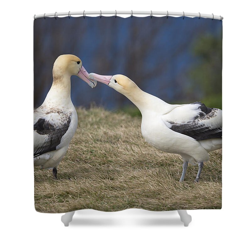 536846 Shower Curtain featuring the photograph Short-tailed Albatrosses Displaying by Tui De Roy