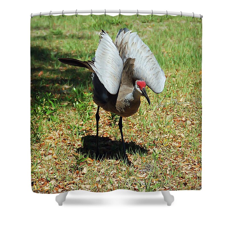 Sandhill Crane Shower Curtain featuring the photograph Show Off by Aimee L Maher ALM GALLERY