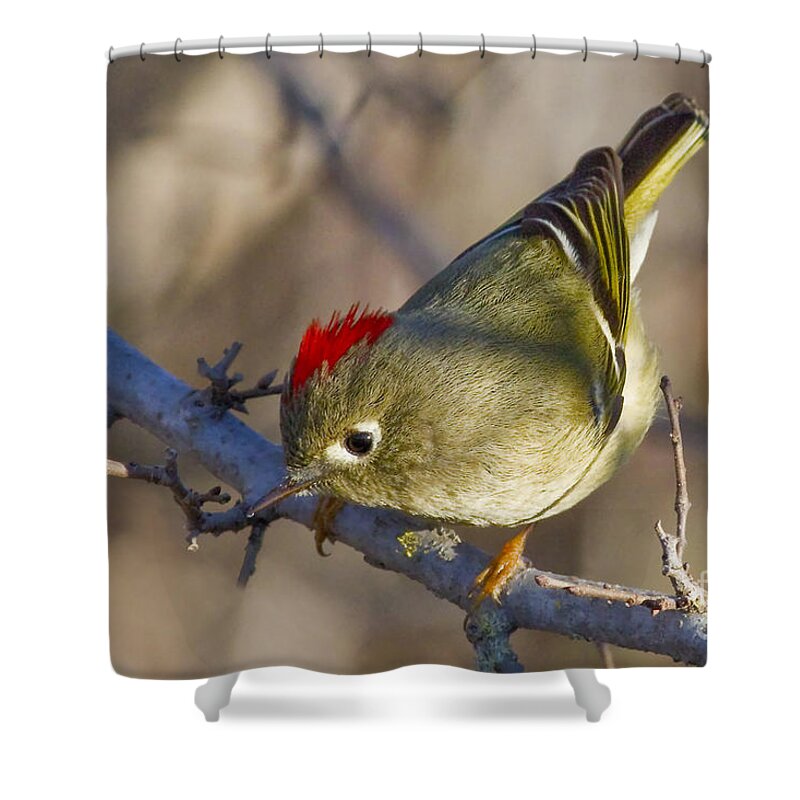Show-off Shower Curtain featuring the photograph Show-Off by Gary Holmes