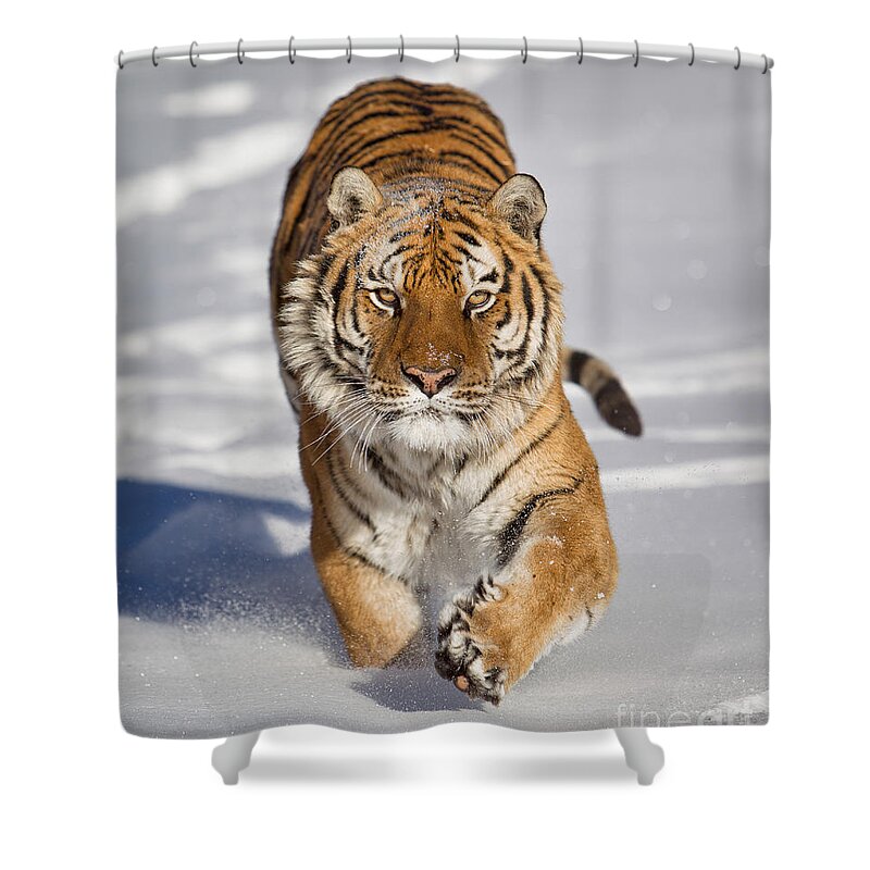Siberian Tiger Shower Curtain featuring the photograph Siberian Tiger coming Forward by Jerry Fornarotto