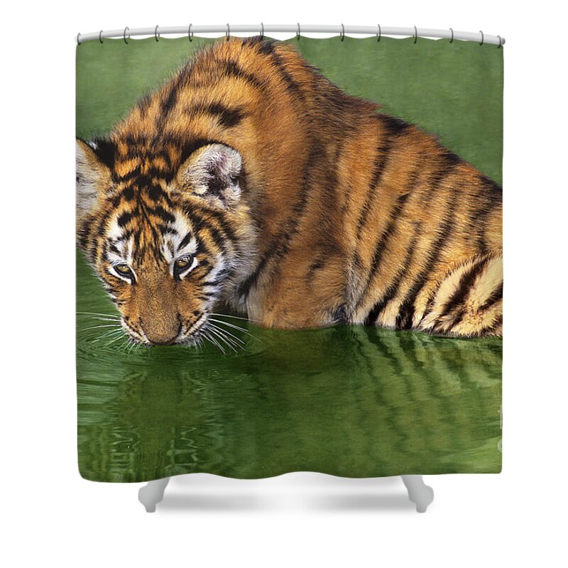 Siberian Tiger Shower Curtain featuring the photograph Siberian Tiger Cub in Pond Endangered Species Wildlife Rescue by Dave Welling