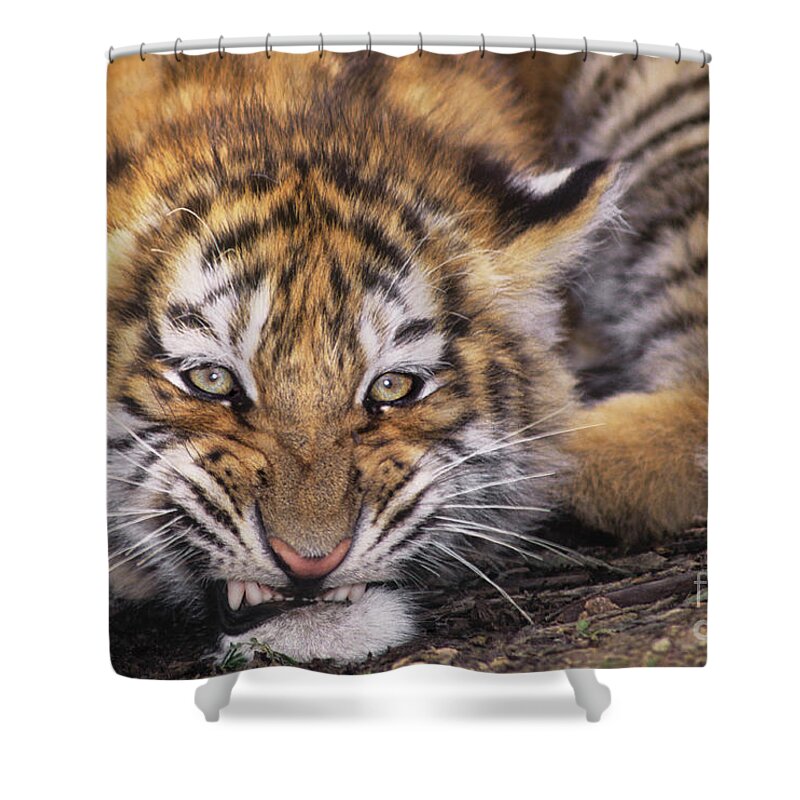Siberian Tiger Shower Curtain featuring the photograph Siberian Tiger Cub Panthera Tigris Altaicia Wildlife Rescue by Dave Welling