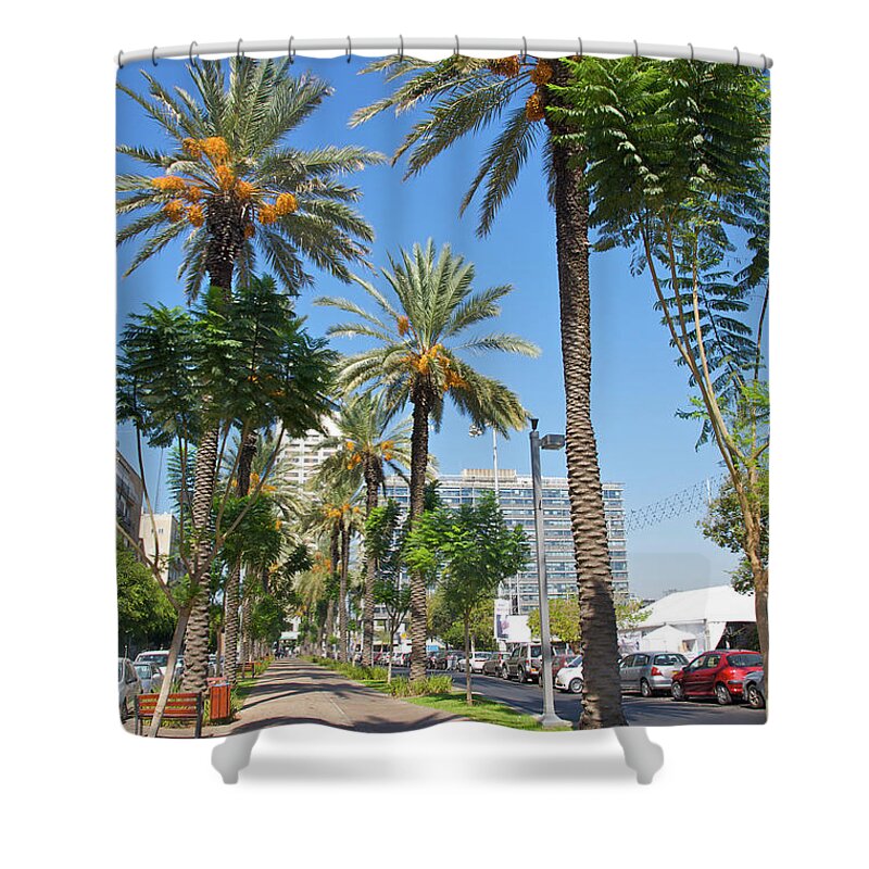 Shadow Shower Curtain featuring the photograph Sidewalk With Palm Trees by Barry Winiker