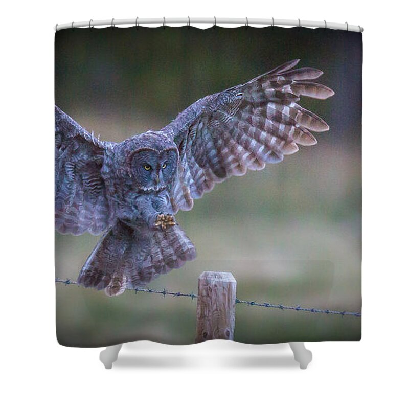 Owls Shower Curtain featuring the photograph Silent Landings by Kevin Dietrich