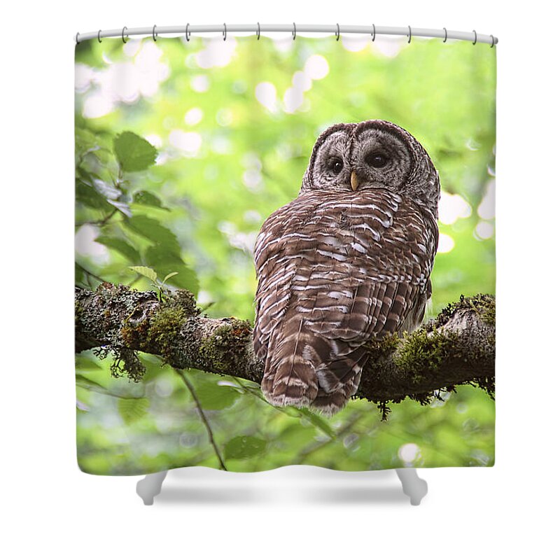 Owls Shower Curtain featuring the photograph Silent Watcher of the Woods by Peggy Collins