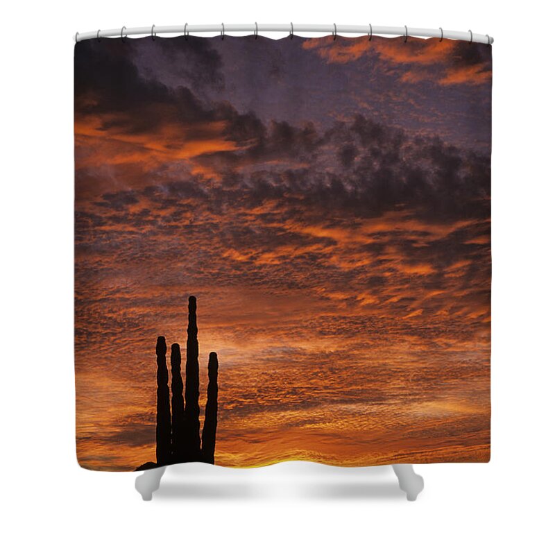 American Southwest Shower Curtain featuring the photograph Silhouetted saguaro cactus sunset at dusk with dramatic clouds by Jim Corwin