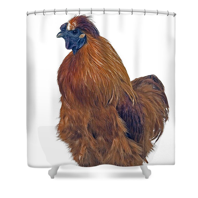 Chicken Shower Curtain featuring the photograph Silky Chicken by Jean-Michel Labat