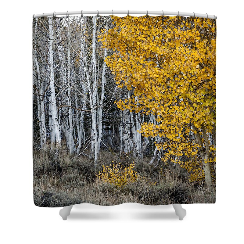 California Shower Curtain featuring the photograph Silver and Gold by Cat Connor