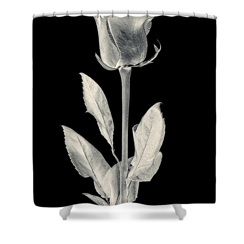 3scape Shower Curtain featuring the photograph Silver Rose by Adam Romanowicz