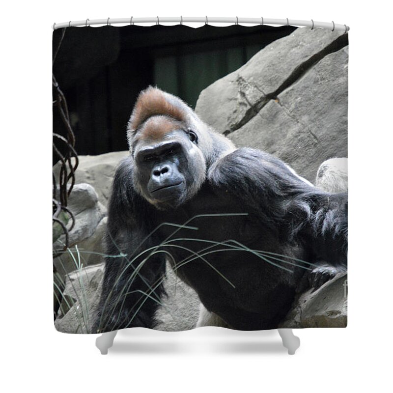 Silverback Shower Curtain featuring the photograph Silverback by Lynellen Nielsen