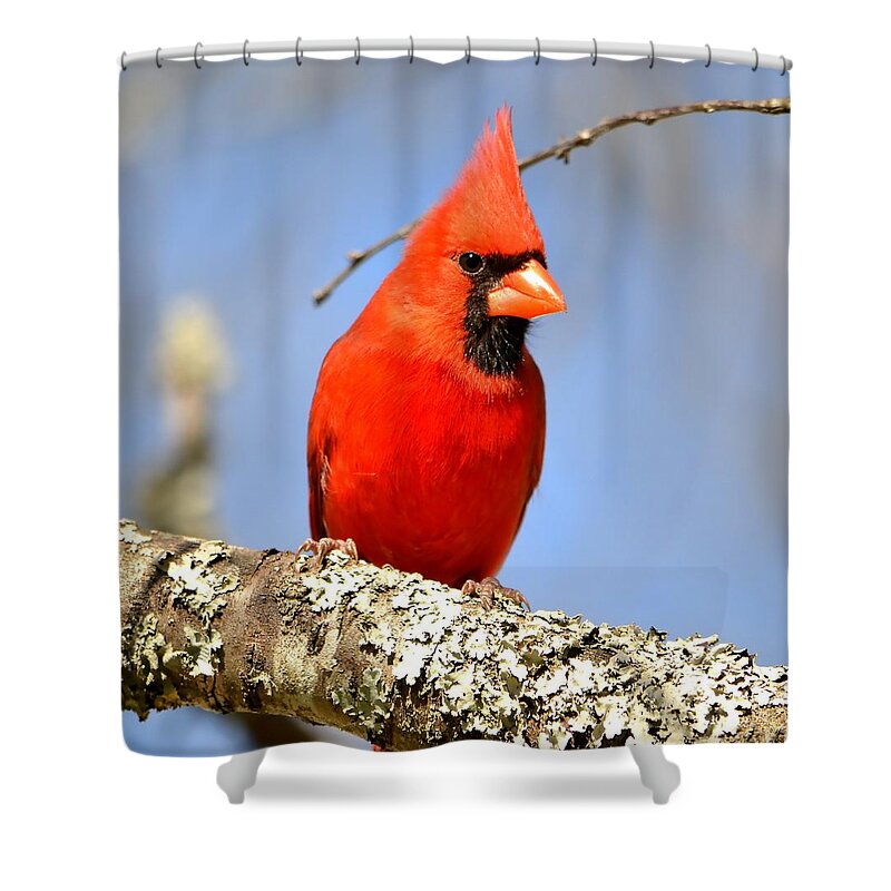 Bird Shower Curtain featuring the photograph Simply Red by Deena Stoddard