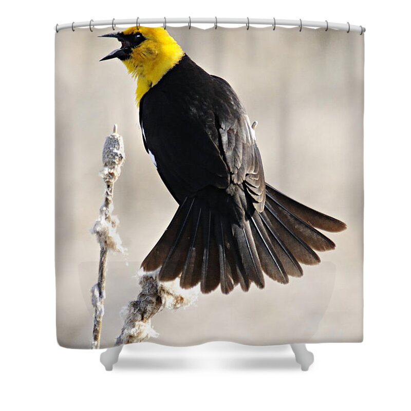 Photography Shower Curtain featuring the photograph Singing Yellow Headed Blackbird by Larry Ricker