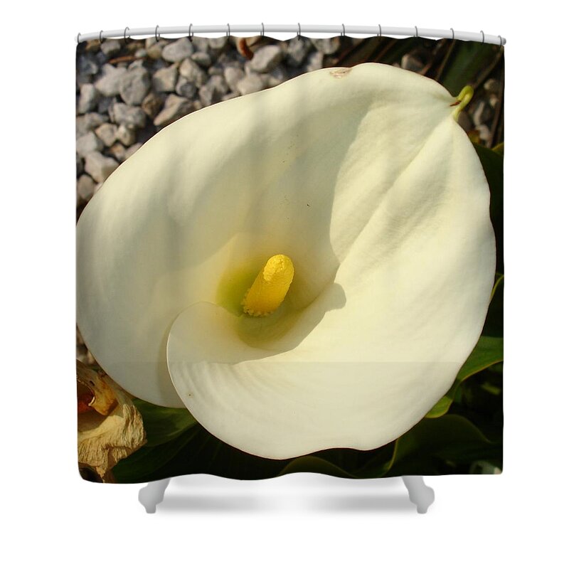 Calla Shower Curtain featuring the photograph Single Cream White Calla Lily With Garden Background by Taiche Acrylic Art