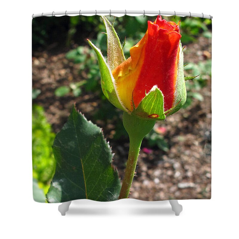 Floral Shower Curtain featuring the photograph Single Rose Bud by Barbara McDevitt