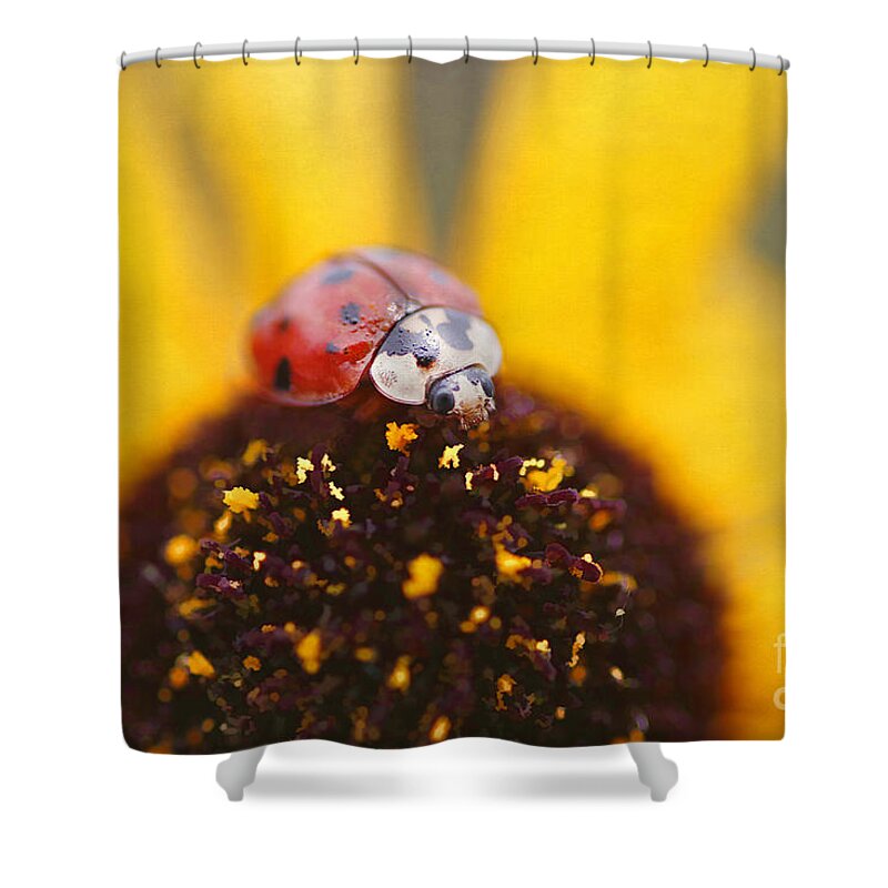 Black Eyed Susan Shower Curtain featuring the photograph Sitting Pretty by Darren Fisher