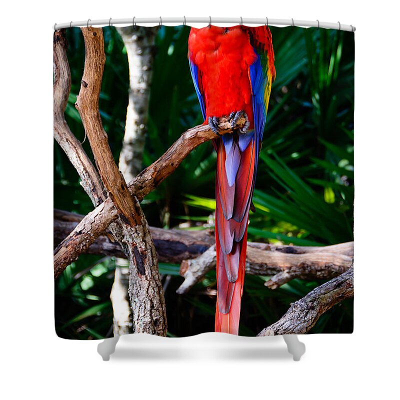 Animal Shower Curtain featuring the photograph Sitting Pretty by Penny Lisowski
