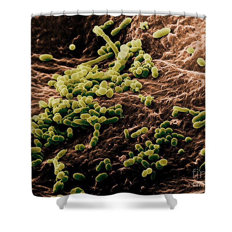 Sem Shower Curtain featuring the photograph Skin Bacteria, Sem by David M. Phillips