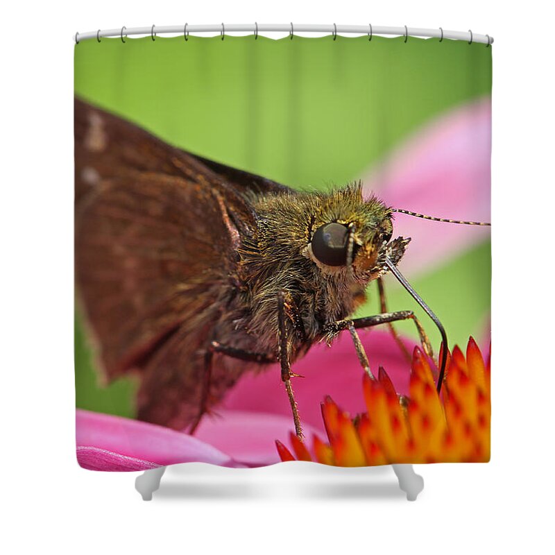 Moth Shower Curtain featuring the photograph Skipper Moth by Juergen Roth