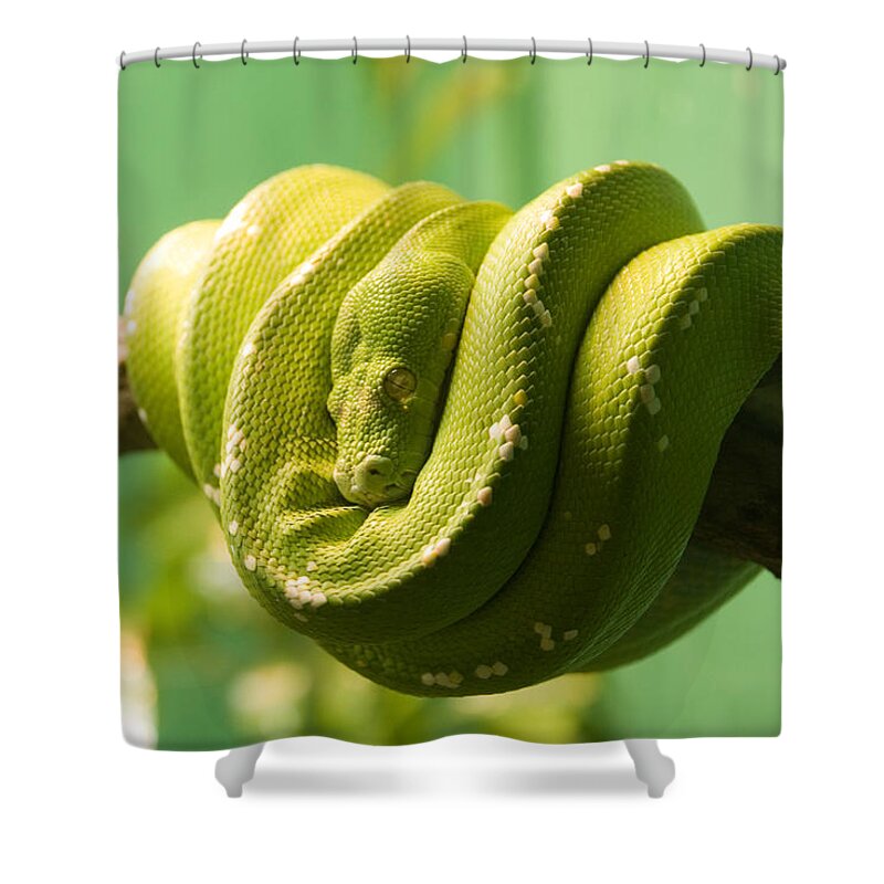 Snake Shower Curtain featuring the photograph Sleeping Green Snake by Alex Snay