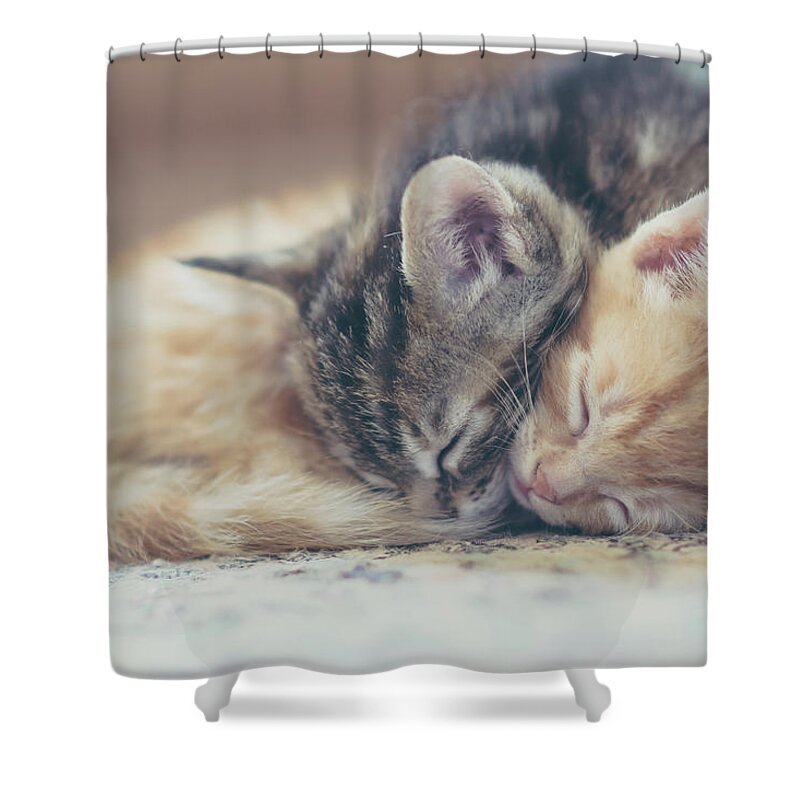 Pets Shower Curtain featuring the photograph Sleeping Kittens by Harpazo hope