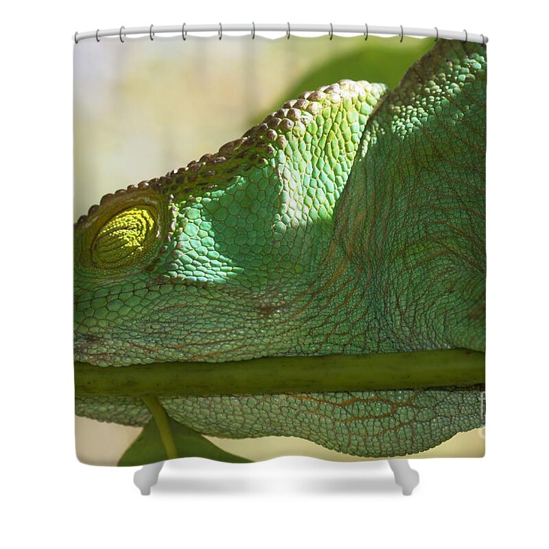 Nature Shower Curtain featuring the photograph sleeping Parsons chameleon from Madagascar 13 by Rudi Prott