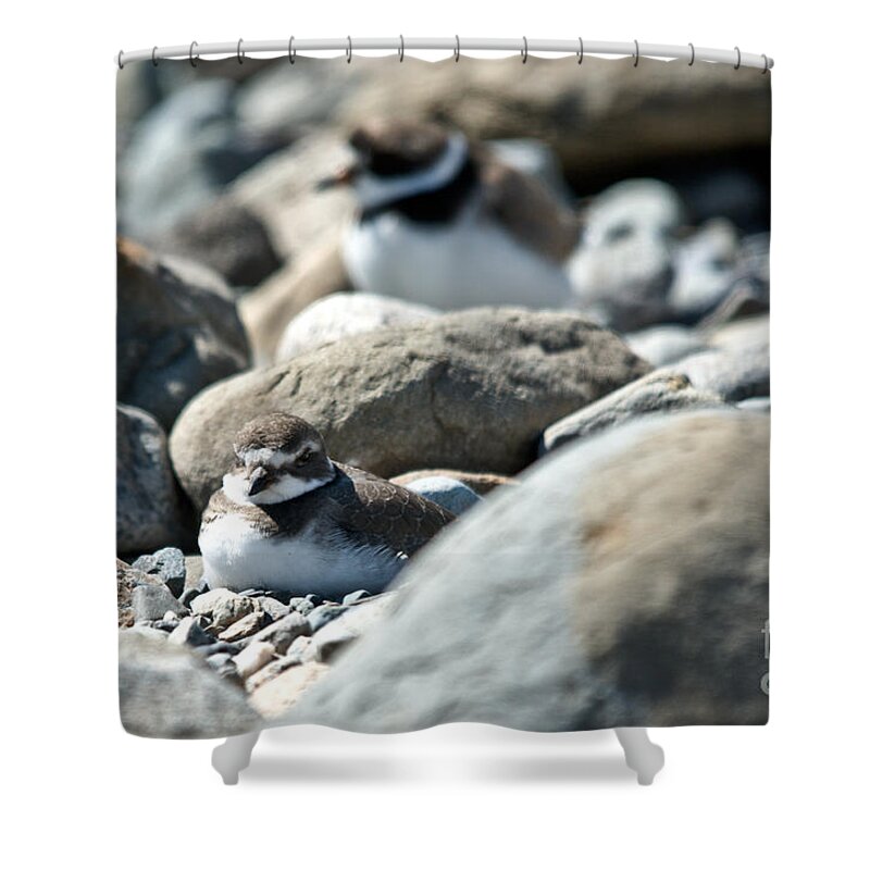  Shower Curtain featuring the photograph Sleeping Plover by Cheryl Baxter
