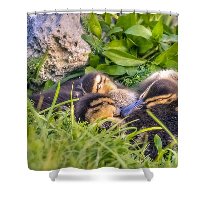 Adorable Shower Curtain featuring the photograph Sleepy Ducklings by Traveler's Pics