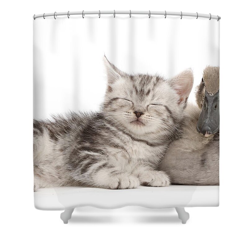 Animal Portait Shower Curtain featuring the photograph Sleepy Silver Tabby Kitten With Indian by Mark Taylor