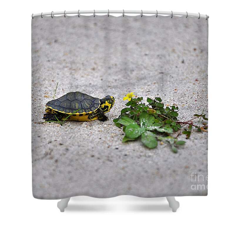 Turtle Shower Curtain featuring the photograph Slider and Sorrel in Sand by Al Powell Photography USA