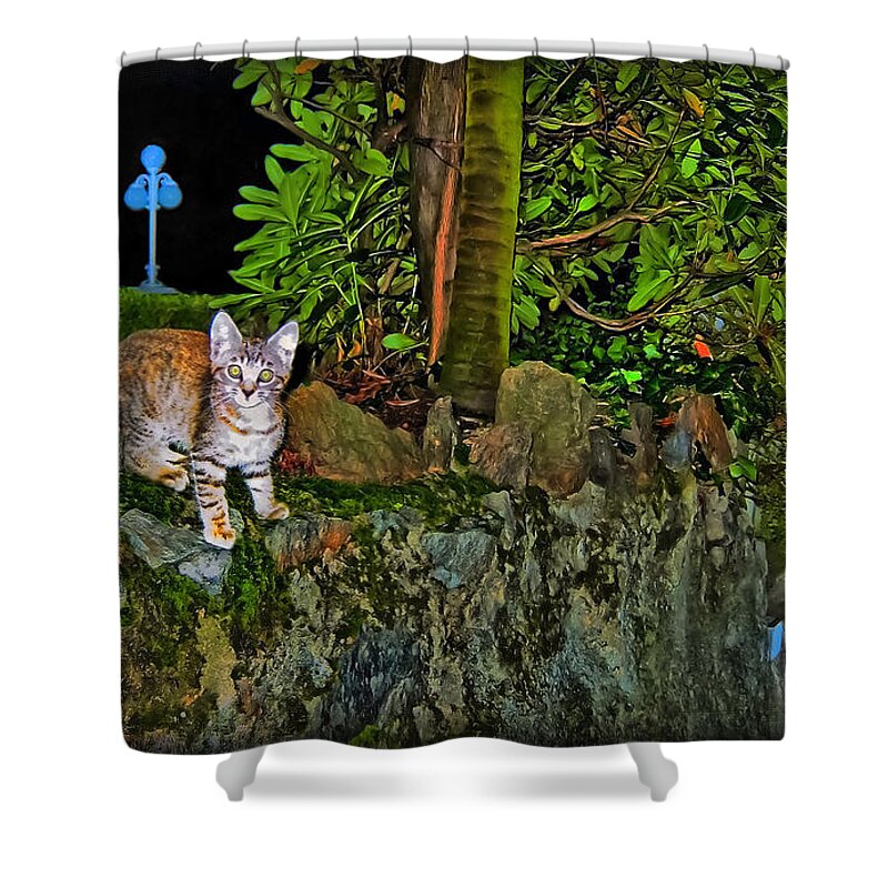 Kitten Shower Curtain featuring the photograph Slightly Dazzled by Hanny Heim